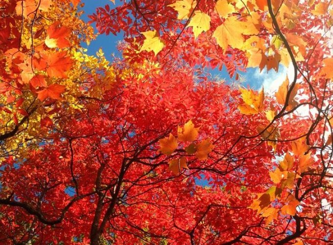 Fall Color Tour in the Smoky Mountains