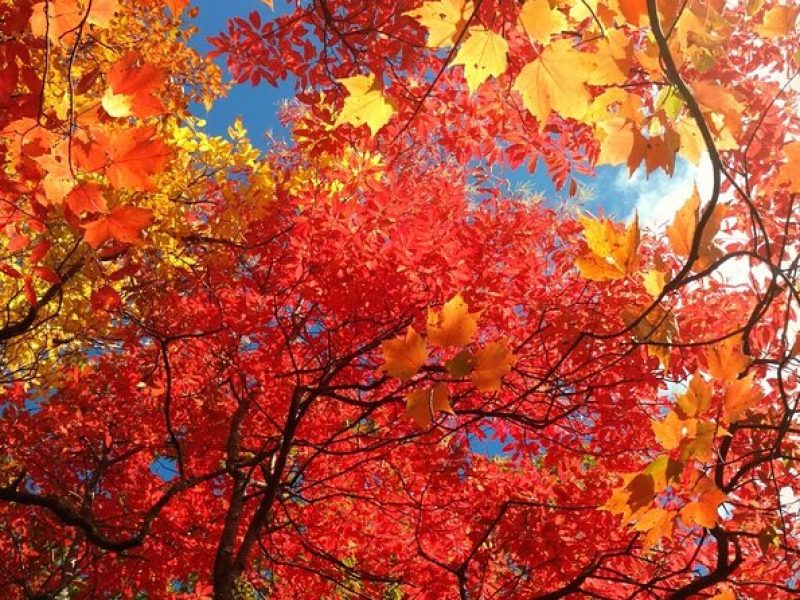 Fall Color Tour in the Smoky Mountains