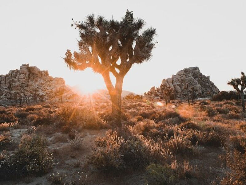 Joshua Tree Half Day Private Sunrise Hike