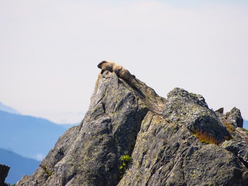 North Cascades Full Day Private Tour and Hike