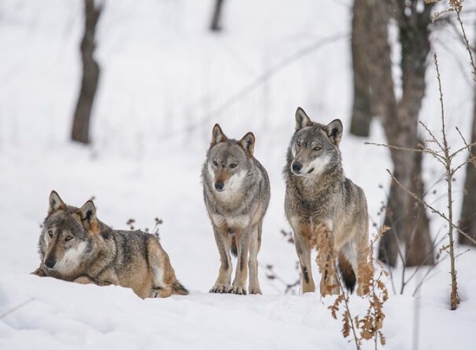 Yellowstone Full Day Winter Tour (With Optional Hike or Snowshoe)