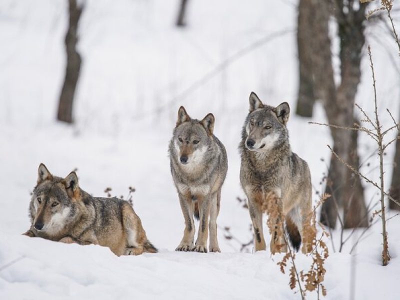 Yellowstone Full Day Winter Tour (With Optional Hike or Snowshoe)