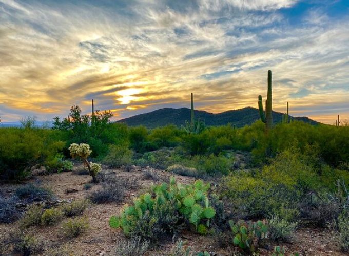 Saguaro Full Day Private Tour and Hike