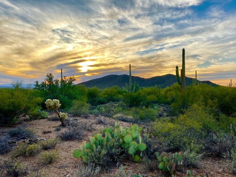 Saguaro Full Day Private Tour and Hike