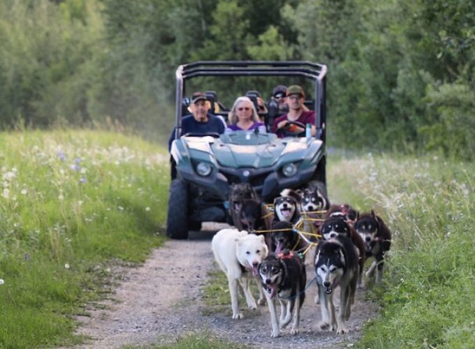 Sled Dog Cart Ride with Guide