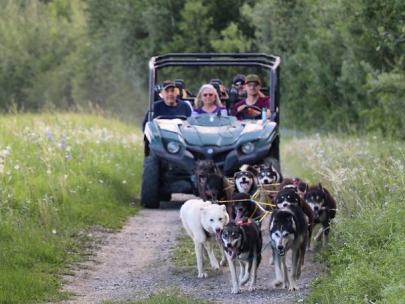 Sled Dog Cart Ride with Guide