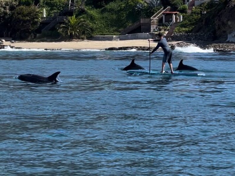 Laguna Beach Stand Up Paddle Activity