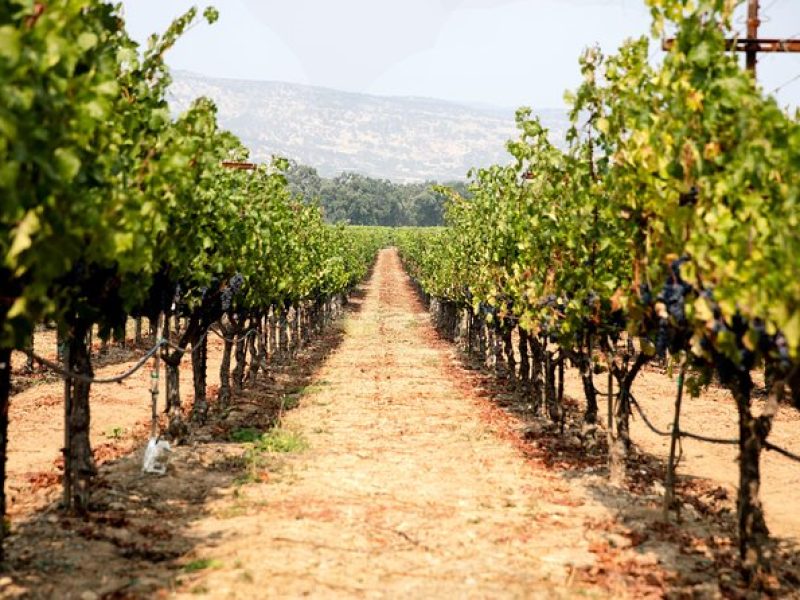 Napa and Sonoma Wine Country Full-Day Tour from San Francisco