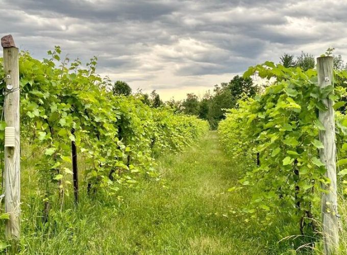 Small Group Wine & Cider Tour in Vermont