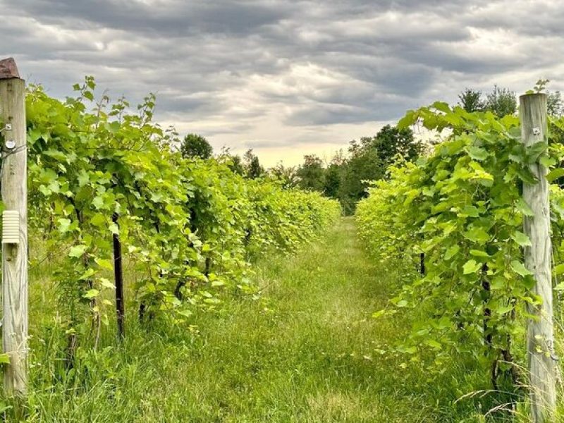 Small Group Wine & Cider Tour in Vermont