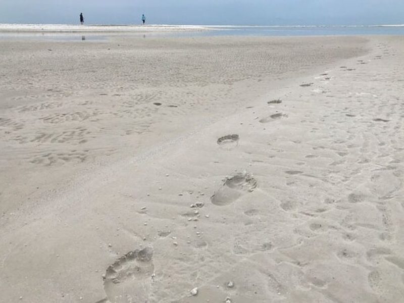 Sand Bar Shelling Guided Tour