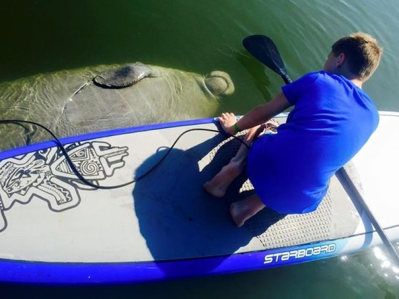 Paddle Board or Kayak Eco Dolphin Manatee Tour