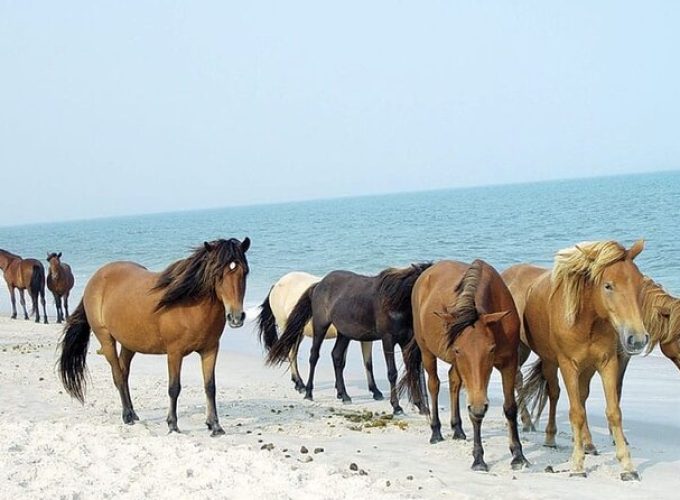 Private Party Assateague Island Cruise in Ocean City, MD