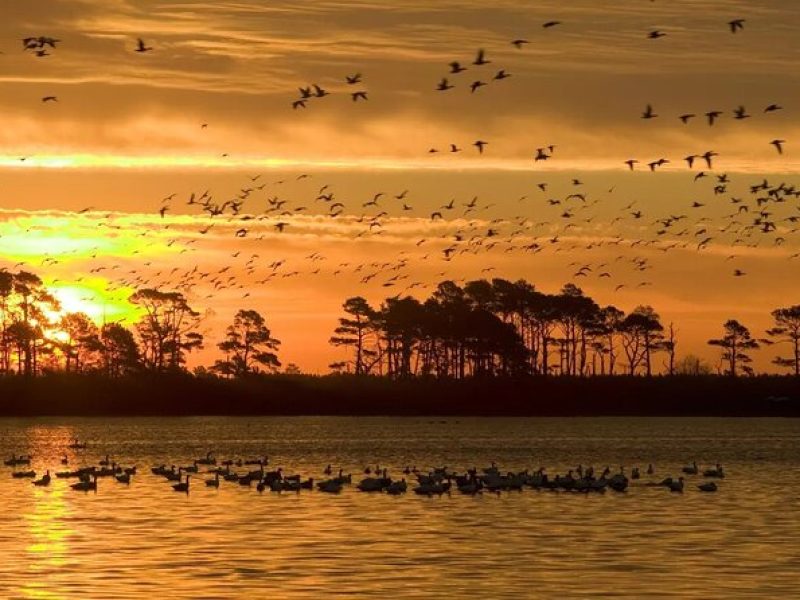 Private Guided Pontoon Boat Sunrise Cruise in Chincoteague Island