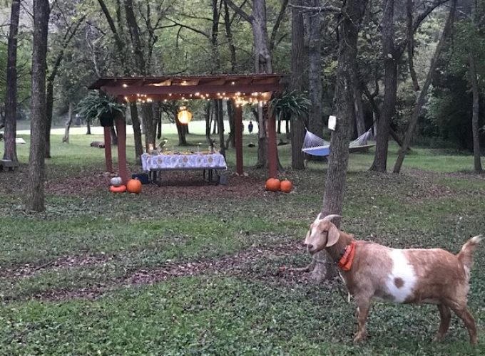 Private Picnic with Goats in Lexington