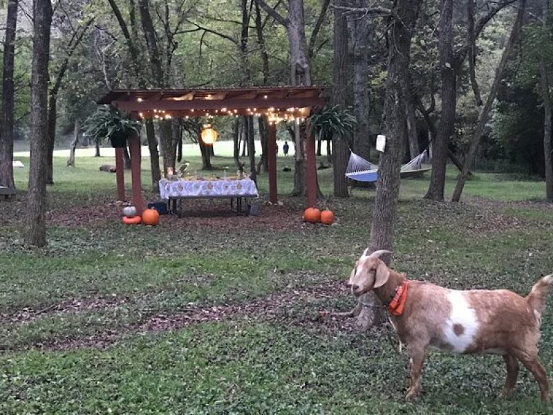 Private Picnic with Goats in Lexington