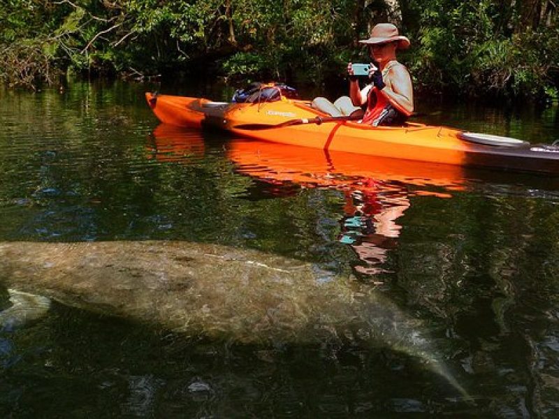 Self-Guided Kayaking Manatee and Dolphin Tour