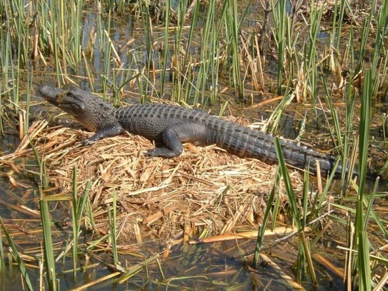 Honey Island Swamp Boat Tour with Transportation from New Orleans