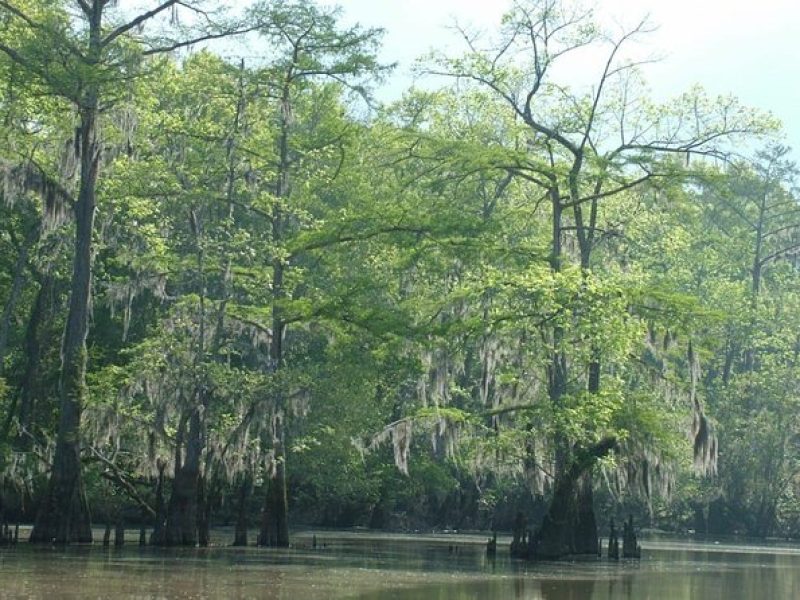 Private Tour of the Honey Island Swamp