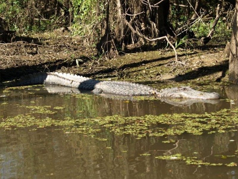 Honey Island Swamp Private Tour with Transport from New Orleans