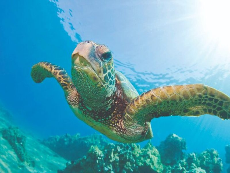 West Oahu Hawaiian Green Sea Turtle, Dolphin Snorkel Sail w lunch