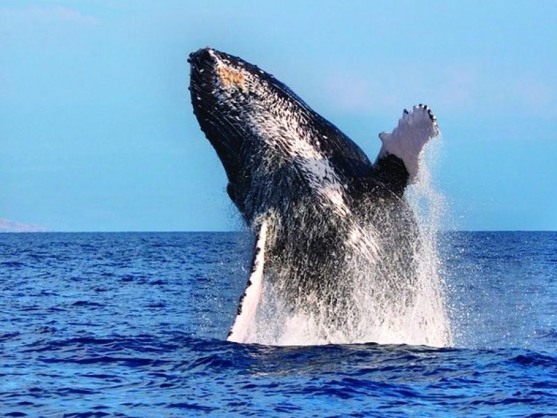 Whale Watching Tour: Whales guaranteed in Kona Waikoloa