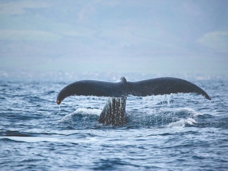 Kona Whale Watch from Honokohau on Sailing Boat