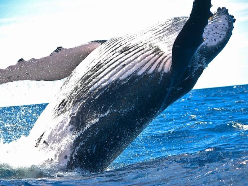 Two hours Ma'alaea Humpback Whale Watching Exclusive to 6 Guests