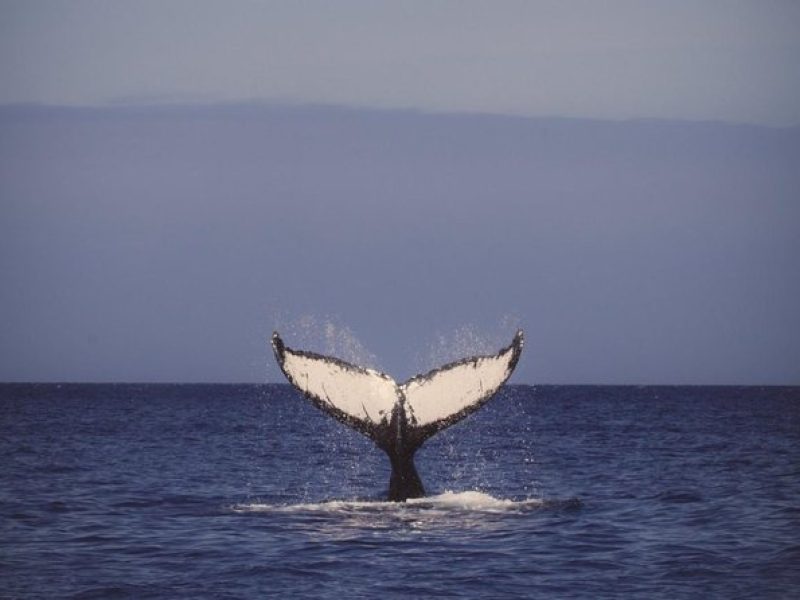 Oahu Whale Watching Excursion