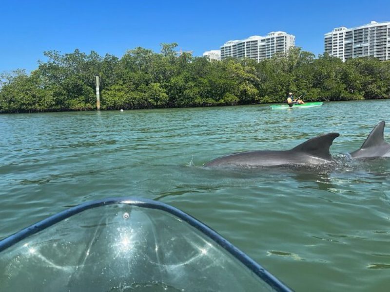 Clear Kayak Guided Tours in Naples