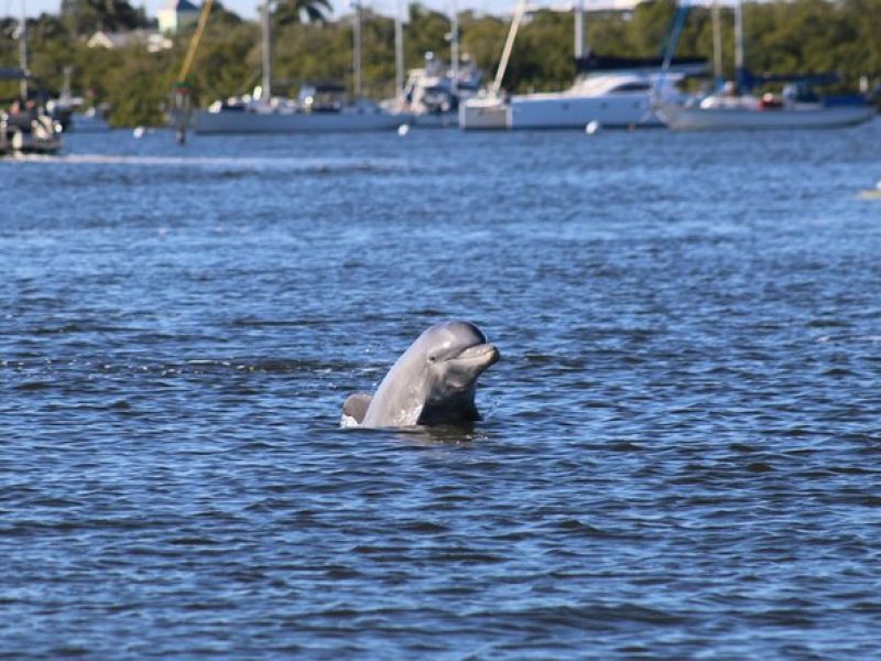 Dolphin and Sightseeing Tiki Cruise