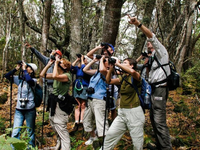 Full-Day Hakalau Forest Reserve Bird Watching Adventure