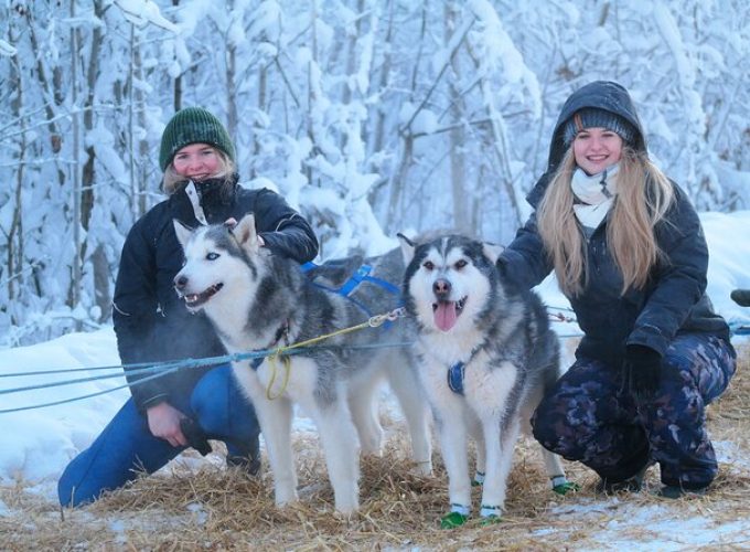 Husky Dog Sledding & Mushing with Pick up and Photo Service in Fairbanks, Alaska