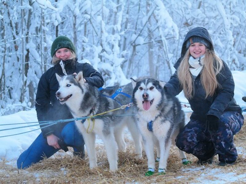 Husky Dog Sledding & Mushing with Pick up and Photo Service in Fairbanks, Alaska