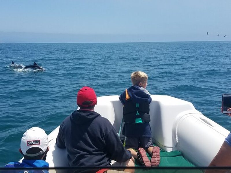 Private Dolphin and Whale Watching Tour in Newport Beach