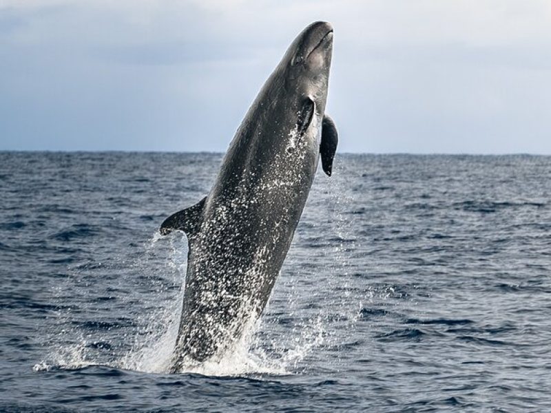 Guaranteed Dolphin and Whale Watch Tour in Kona