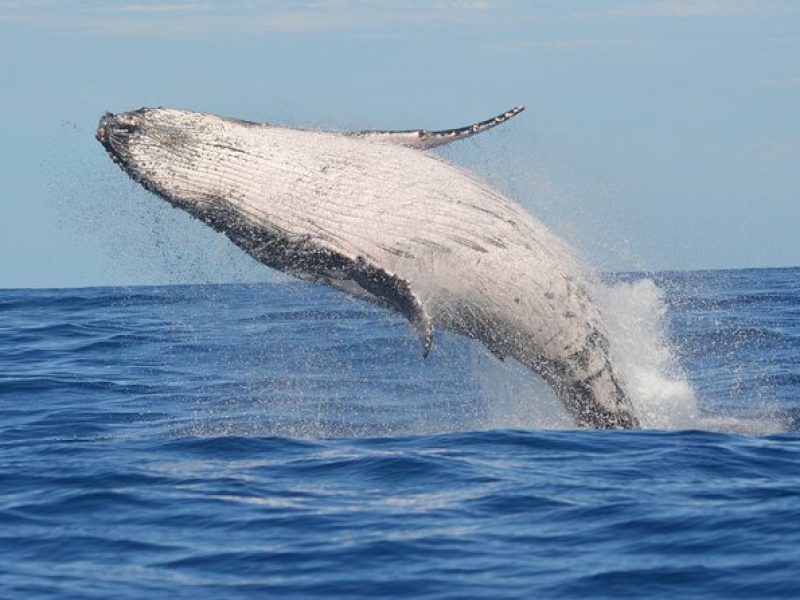 1.5 -Hour Guided Whale and Marine Life Tour