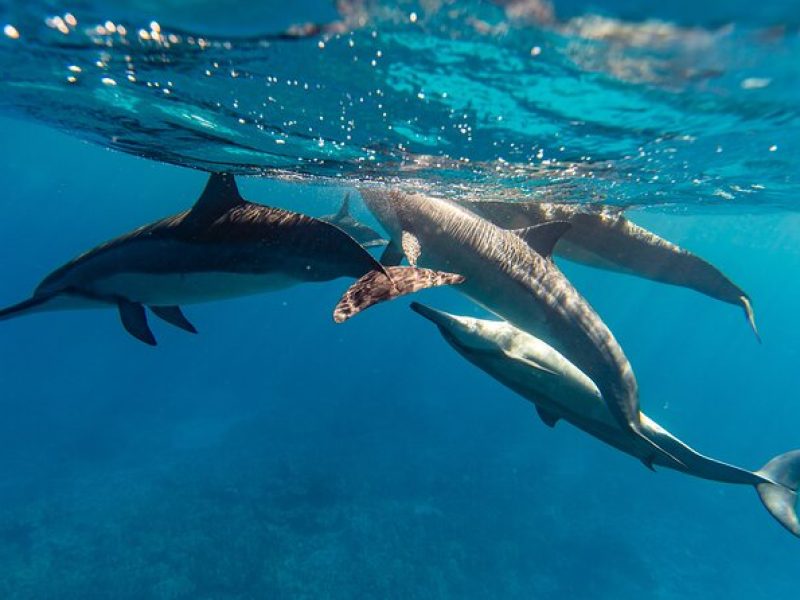 North Shore Oahu Snorkeling Tour