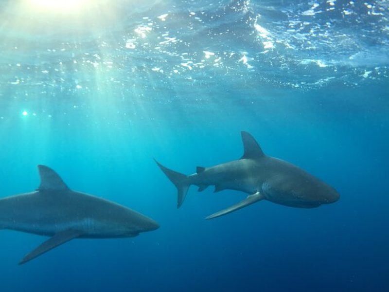 Shark-Dive Tour on Oahu's North Shore