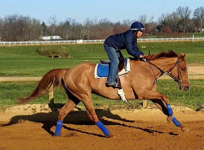 Behind the Scenes Thoroughbred Tour