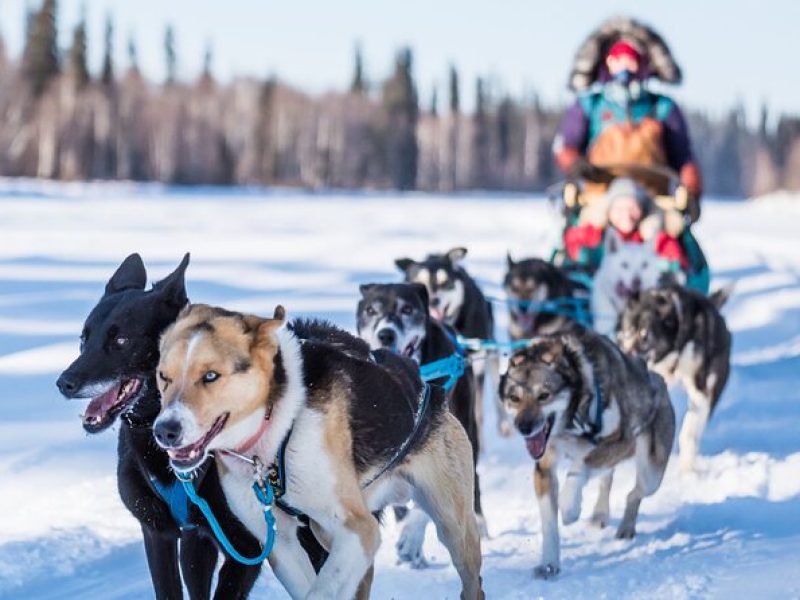 Private Guided Dog Sledding on the Historic Yukon Quest Trail