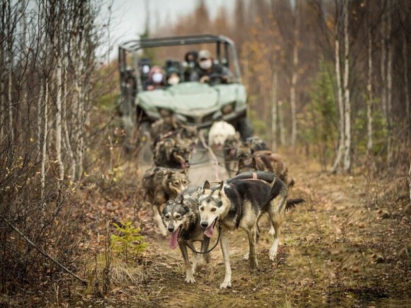 Private Fall Foliage Mushing Cart Ride in Fairbanks