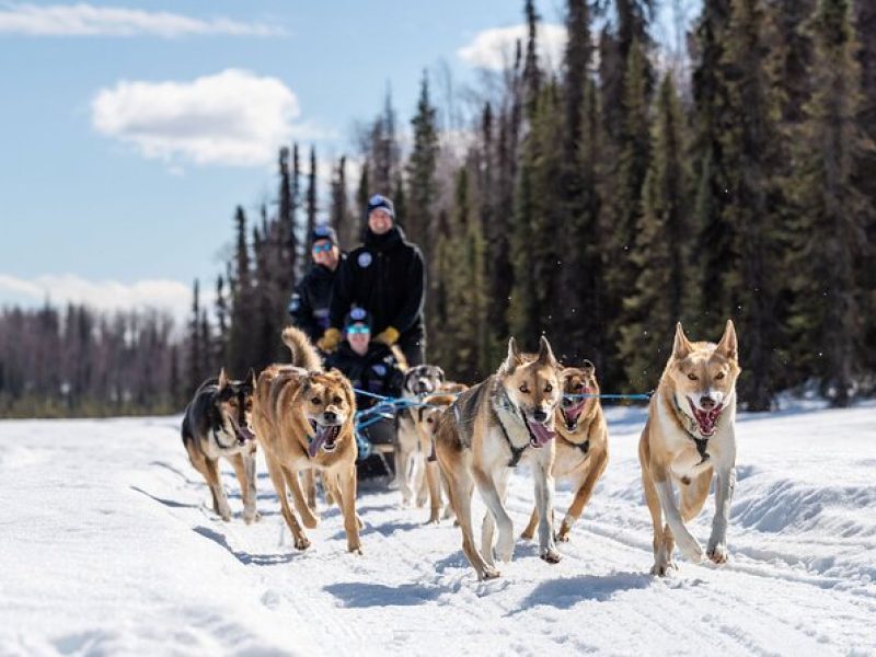 Dog Sledding Adventure in Willow, Alaska