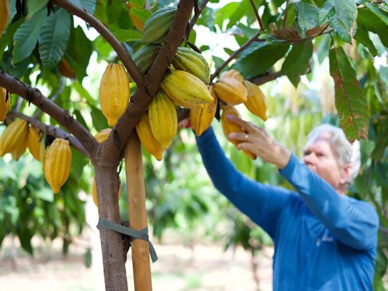 Lahaina: Maui Ku'ia Estate Guided Cacao Farm Tour and Tasting