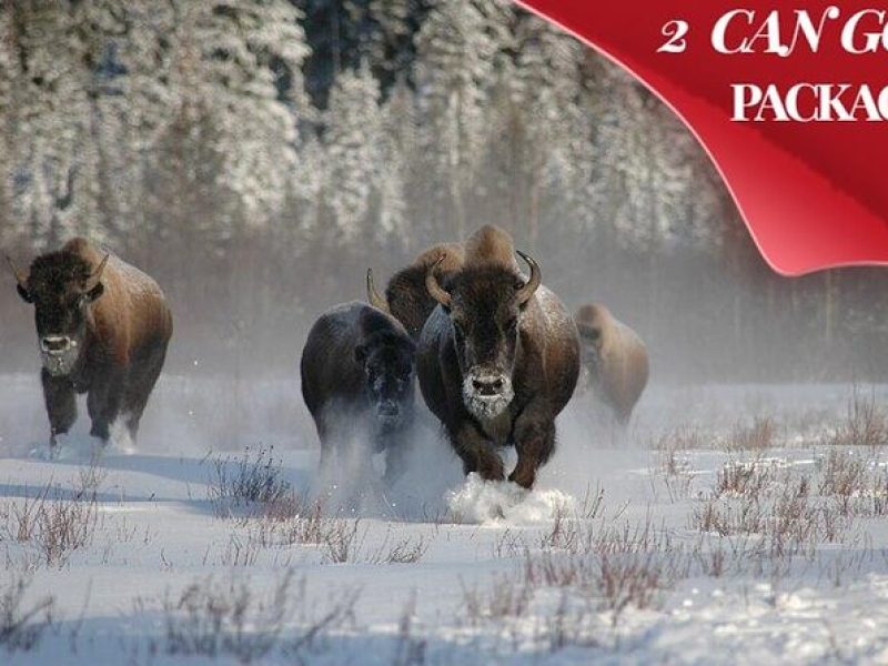 Yellowstone & Grand Teton National Parks Private Winter Tour 5-Day