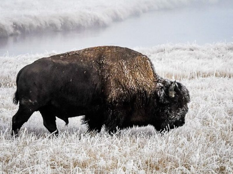 Yellowstone, Grand Teton & Utah Mighty 5 Winter Tour: Small Group 9-Day Tour