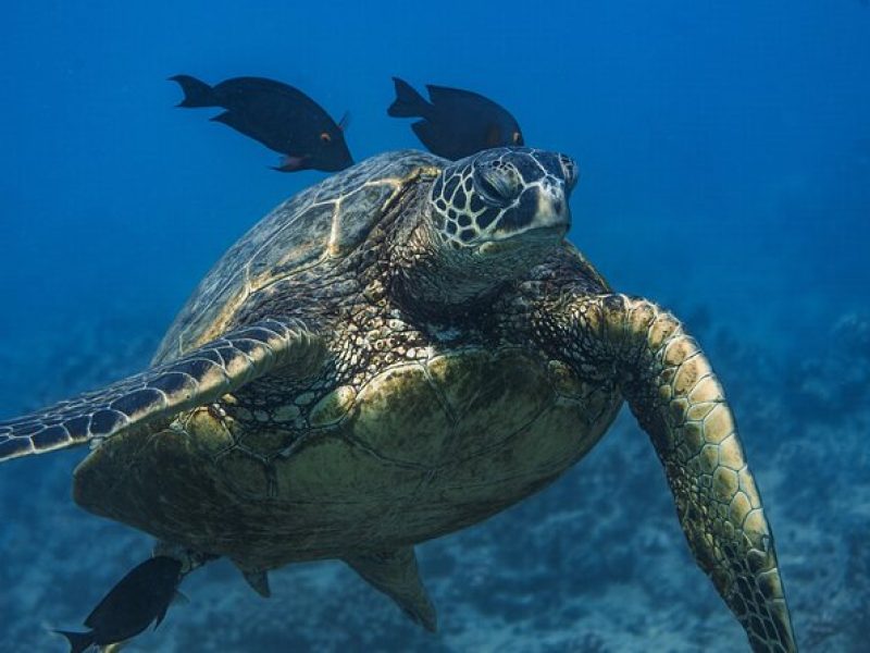 Moana’s Guided Turtle Snorkel & Sailing Adventure at Waikiki