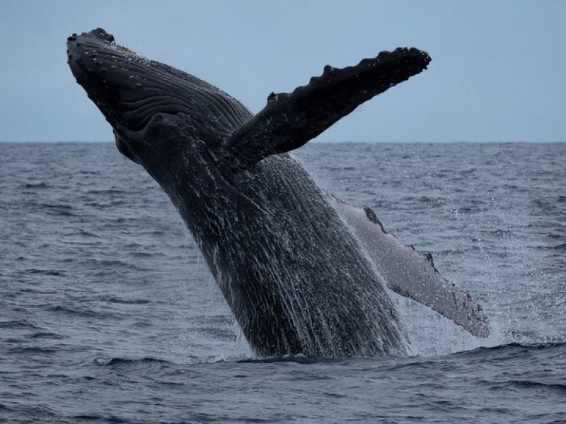 Whale Watching Experience in Waikiki