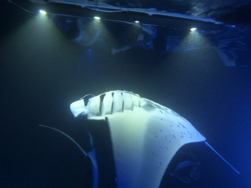 Manta Ray Snorkeling by Night in Kailua-Kona, Hawaii