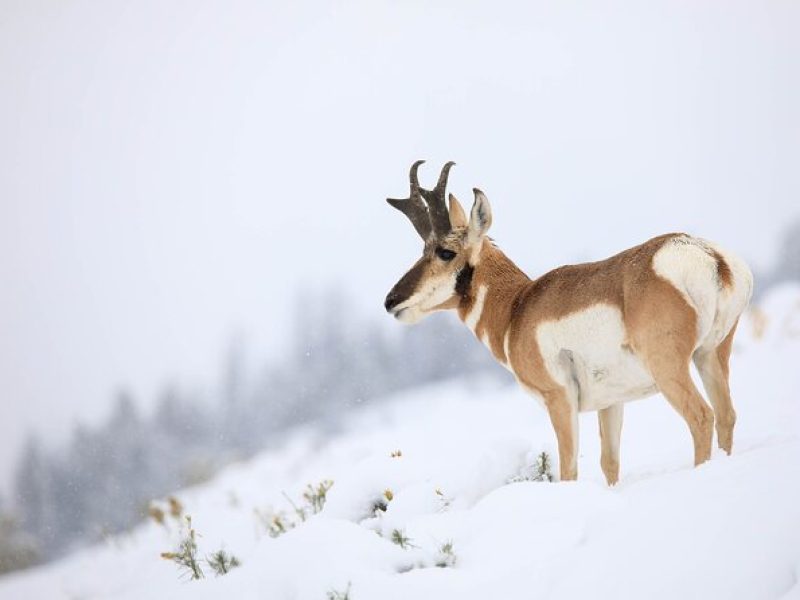 Yellowstone Winter Wildlife Safari from Bozeman – Private Tour